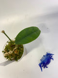 Hoya cystiantha - growth forming