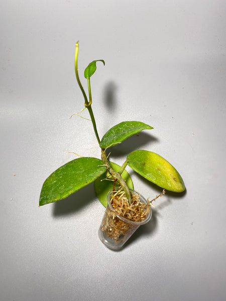 Hoya diversifolia - active growth