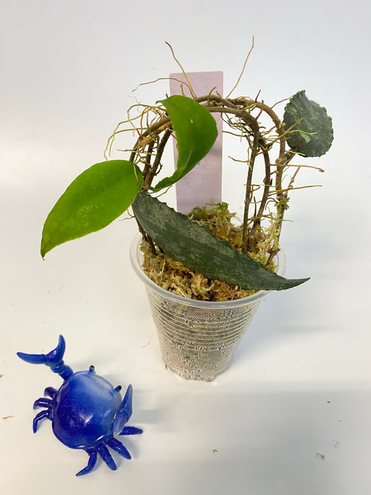Hoya caudata Sumatra - has some roots