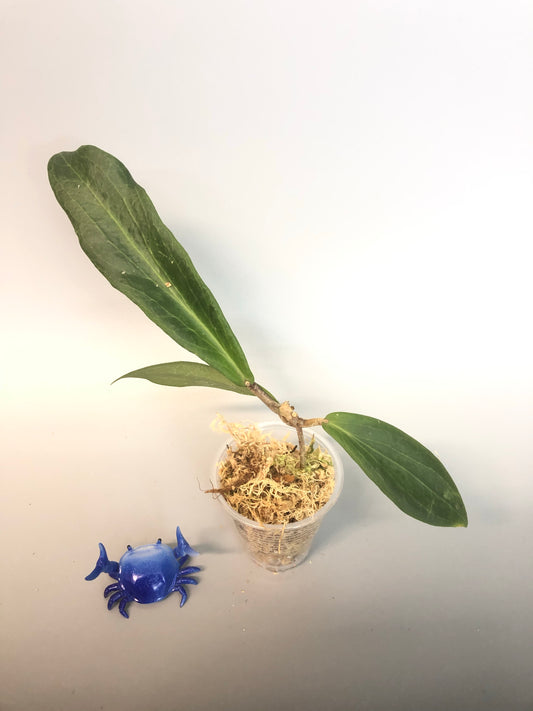 Hoya Benvergarai - rooted