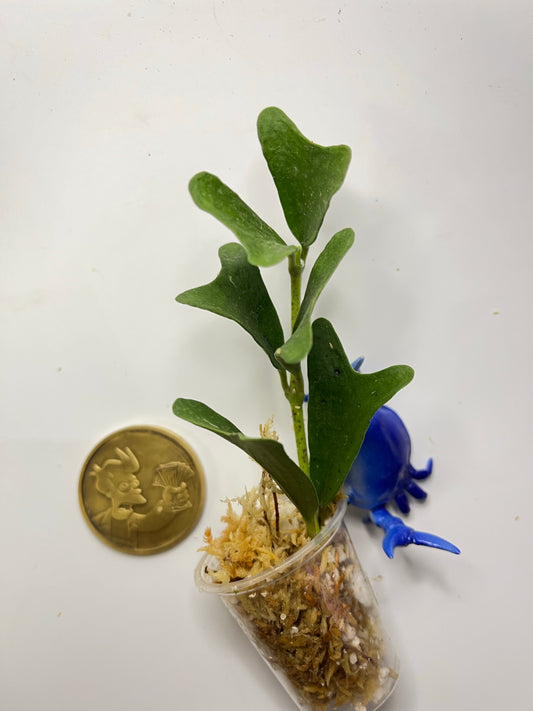 Hoya manipurensis - Unrooted