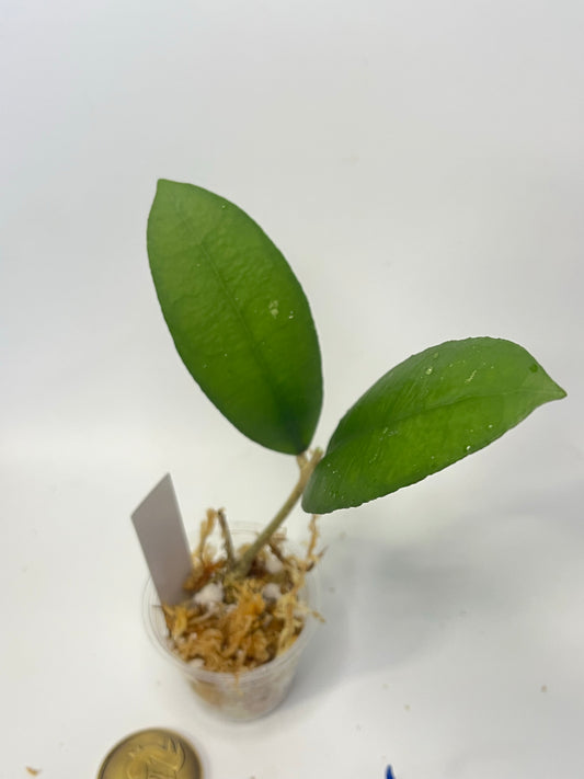 Hoya finlaysonii Nakon - Unrooted