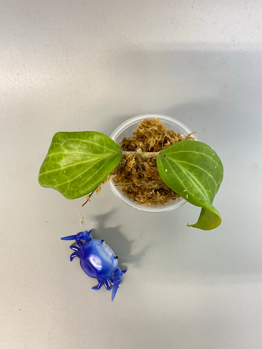 Hoya quinquenervia - unrooted