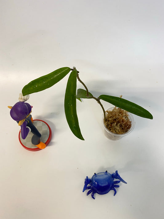 Hoya ‘minibelle’ sheperdii x carnosa - unrooted