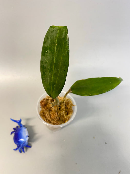 Hoya cinnamomifolia - Unrooted