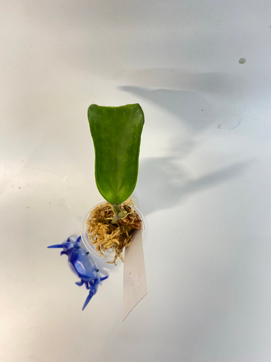 Hoya pottsii - unrooted - free add-on