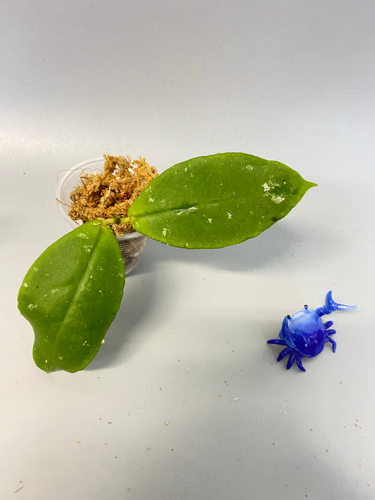 Hoya mitrata with splash - Unrooted