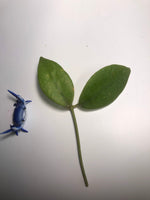 Hoya diversifolia