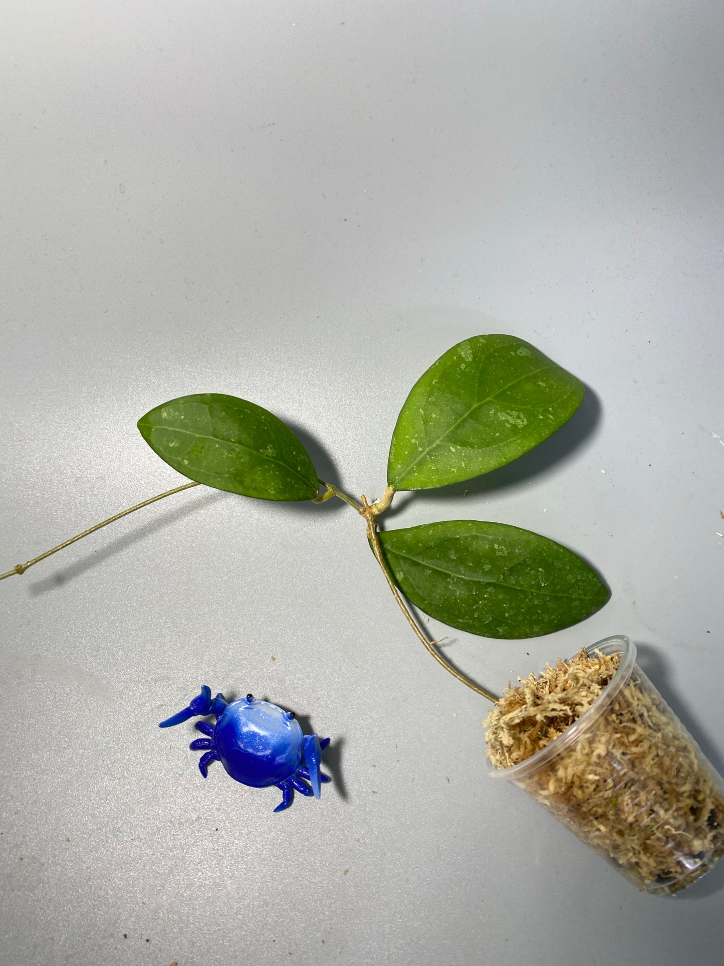 Hoya erythrostemma - pink corona - unrooted
