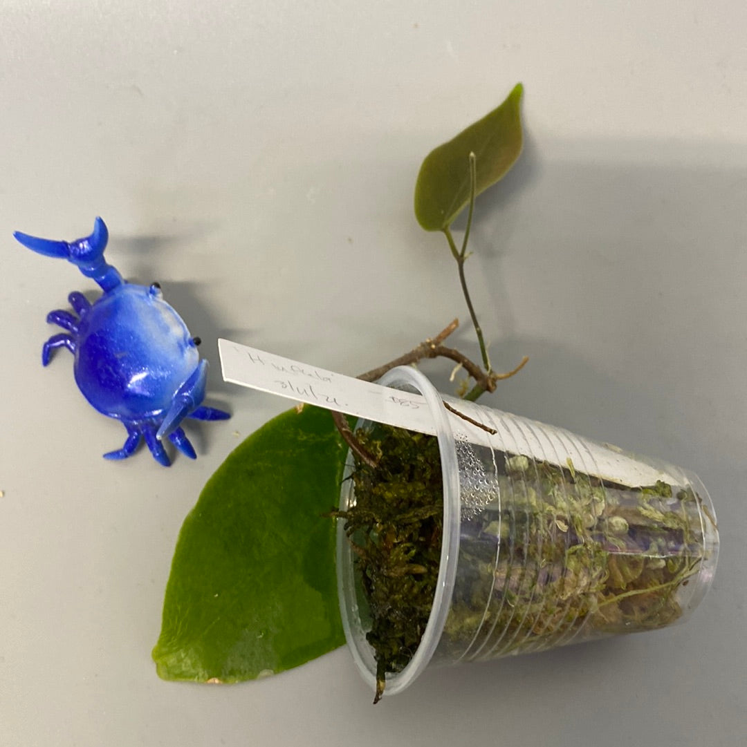 Hoya inflata - active growth