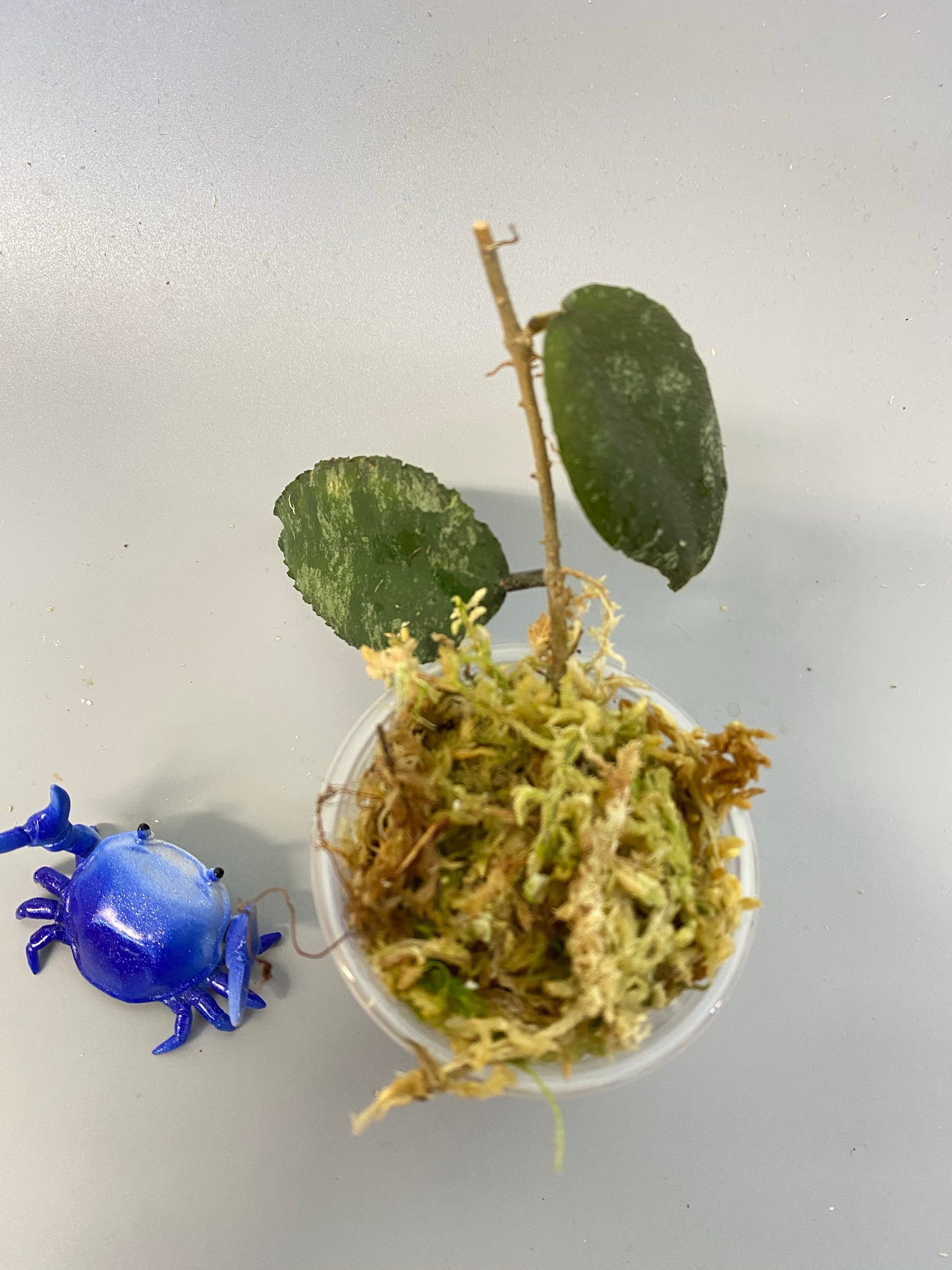 Hoya caudata Sumatra - new growth