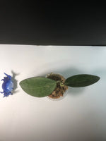 Hoya patcharawalai / Icensis