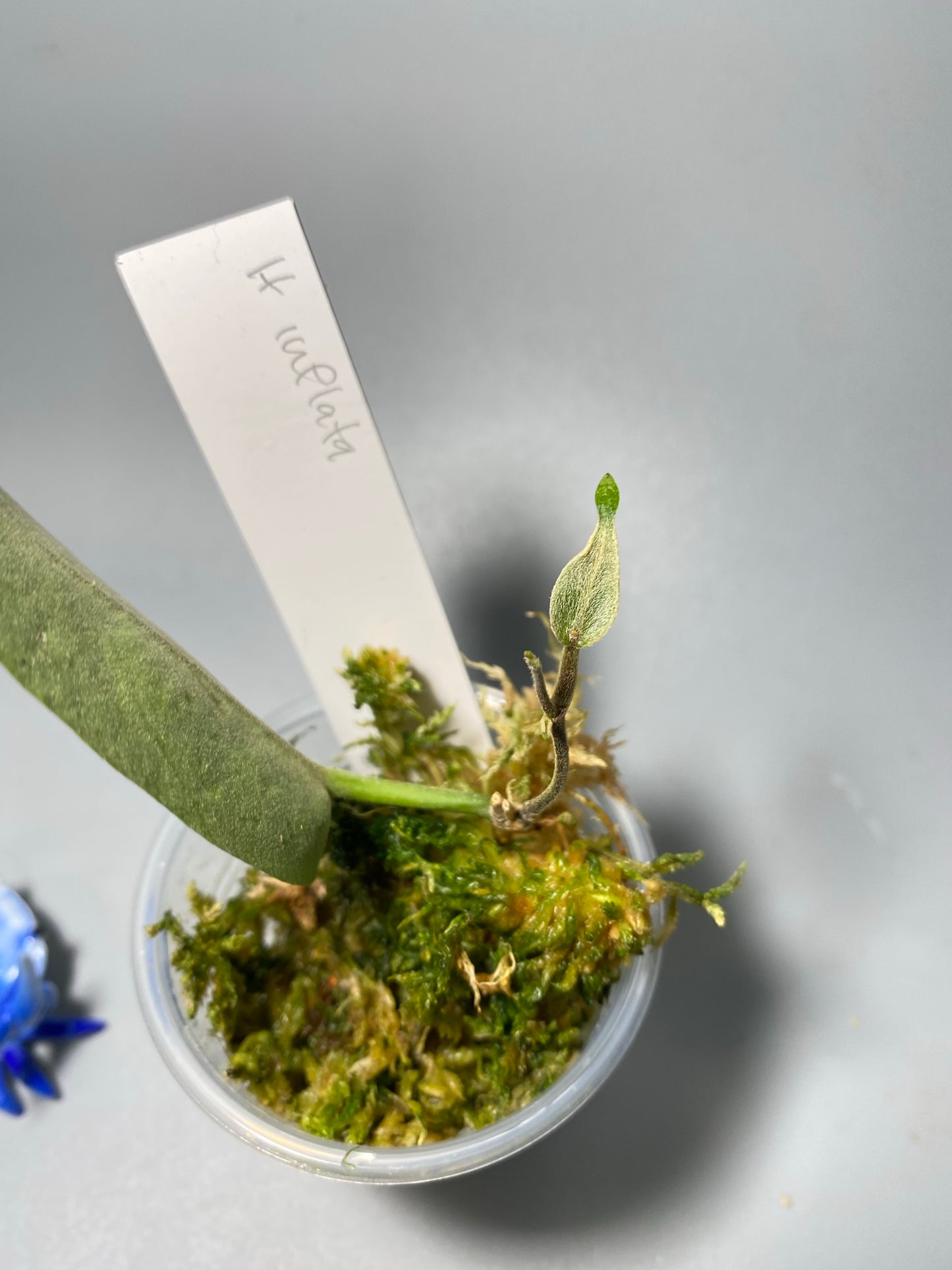 Hoya inflata - active growth