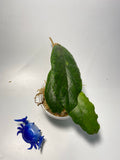 Hoya ranauensis - starting to root