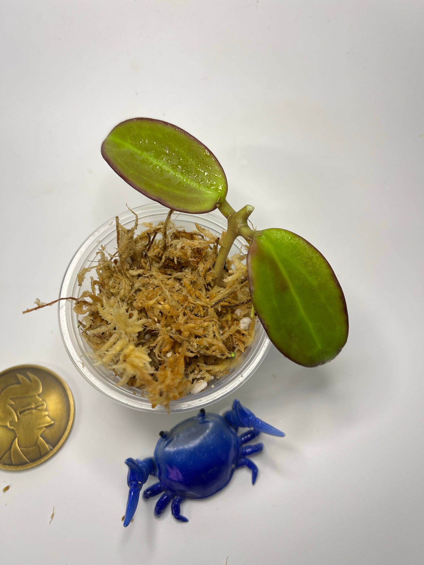 Hoya sp hai phong / Haiphong - unrooted