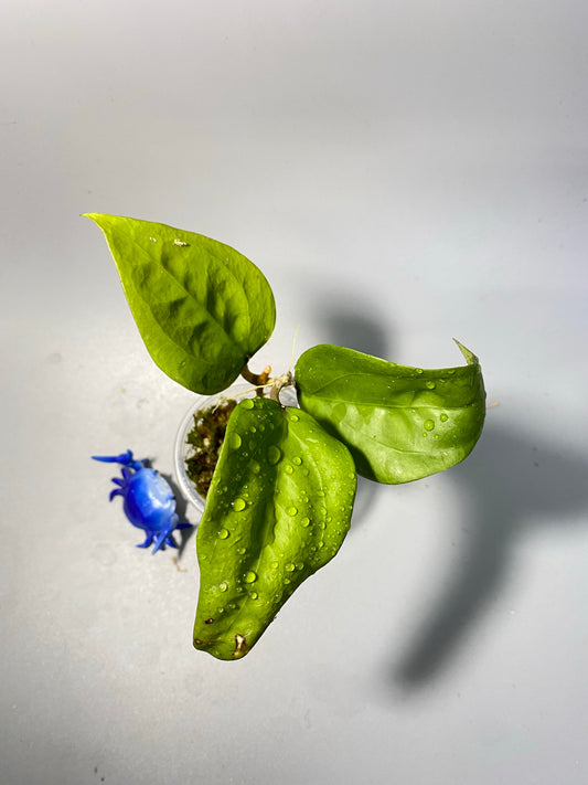 Hoya glabra - active growth