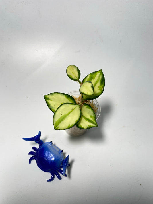 Reserved for Kat - Hoya heuschkeliana variegated - unrooted