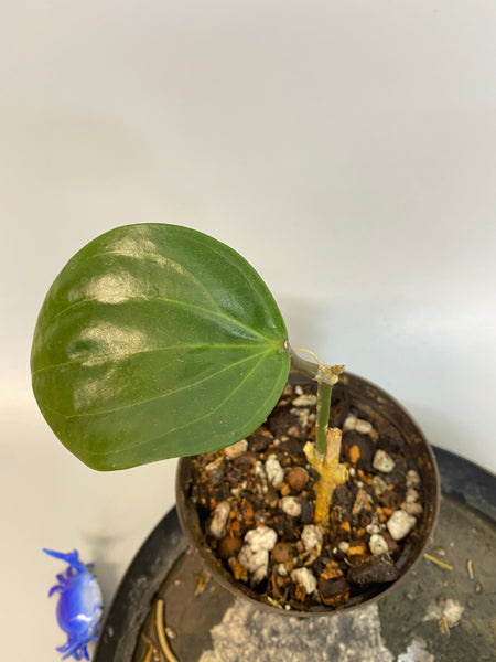 Hoya Latifolia - large leaf hoya - rooted