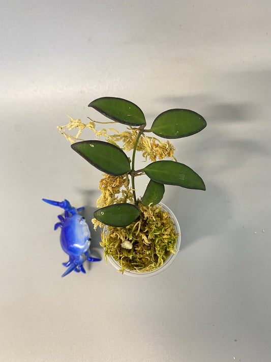 Hoya ‘rosita’-  rooted