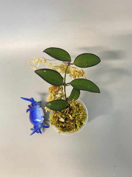 Hoya ‘rosita’-  rooted