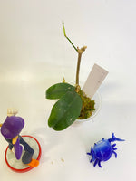 Hoya cystiantha - active growth