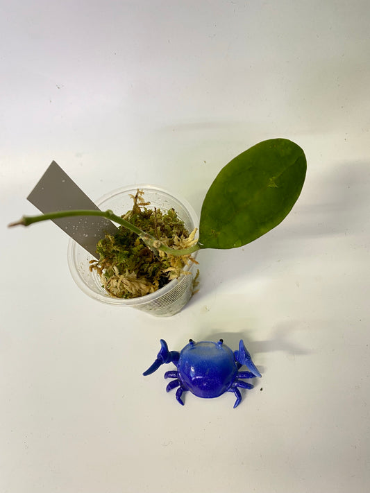 Hoya elliptica round leaf - starting to root