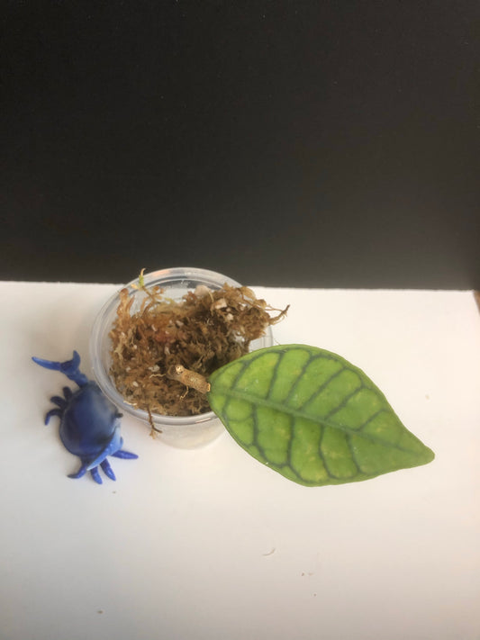 Hoya callistophylla short leaf with roots