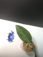 Hoya patcharawalai / Icensis