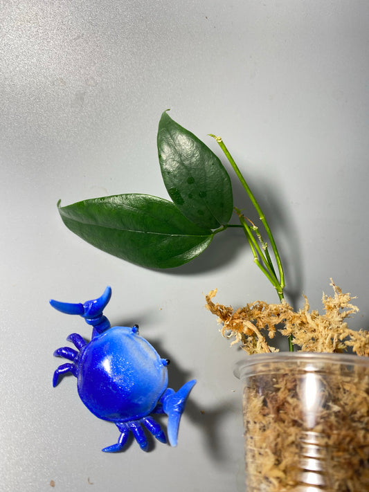 Hoya chewiorum - Unrooted