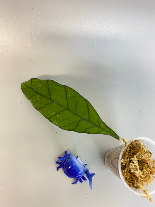 Hoya kalimantan - starting to root