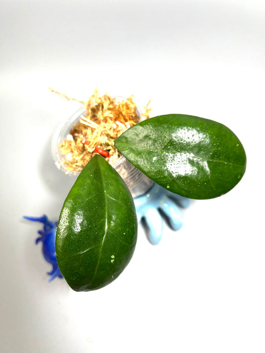 Hoya ut 163 - Unrooted