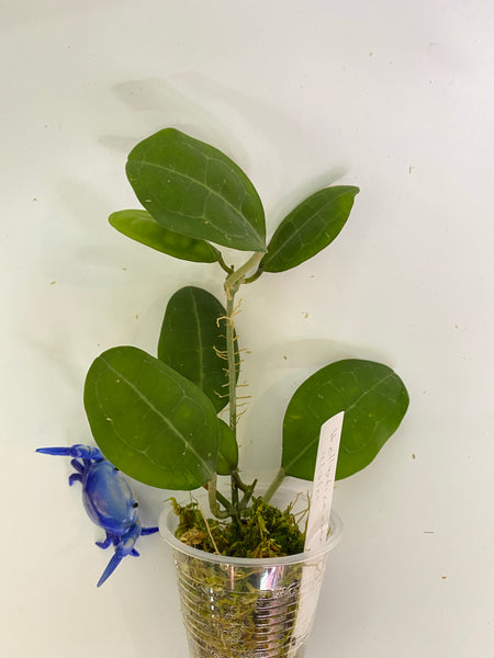 Hoya elliptica round leaf - active growth