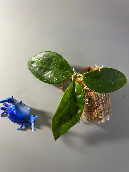 Hoya nervosa jokul reverted - Unrooted