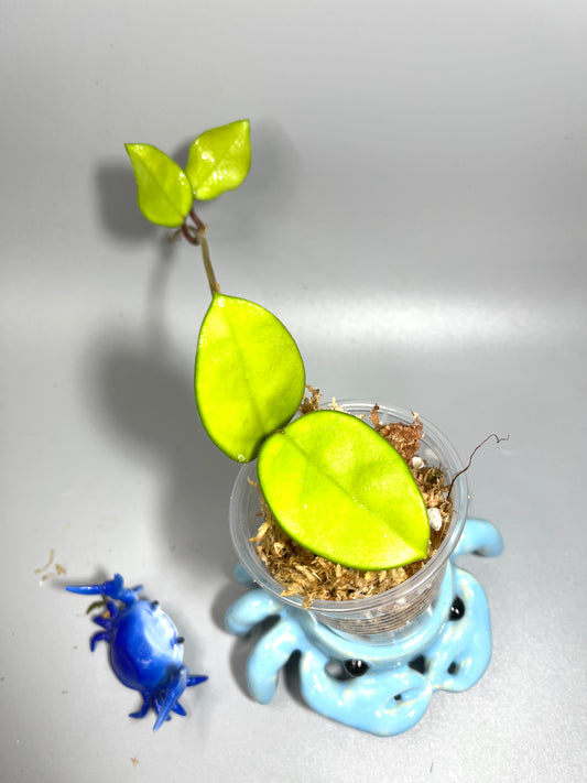 Hoya sms 2011-9 (fungii x carnosa) - Unrooted