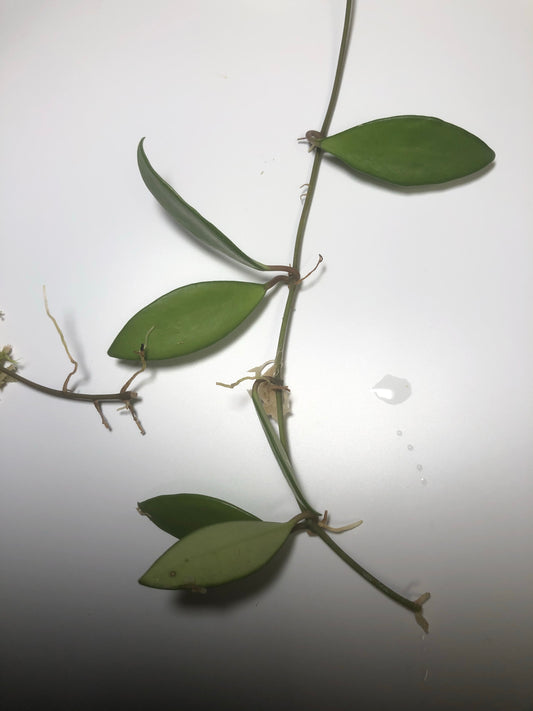 Hoya Davidcummingii
