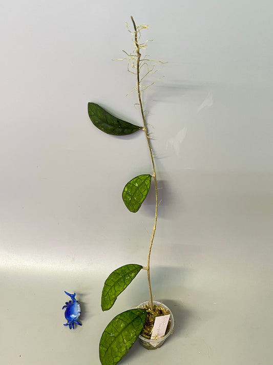 Hoya finlaysonii snow splash - actively growing