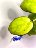 Hoya seeds 002 / ah 556 - fresh cut - 1 node  - Unrooted