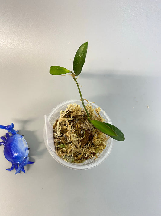 Hoya EPC 319 / PG04 / mini wayettii - unrooted