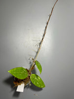 Hoya rhm 14-1 - has roots