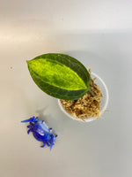 Hoya macrophylla pot of gold - unrooted