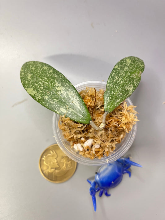 Hoya epc 600 / epc-600 - has short stem Unrooted