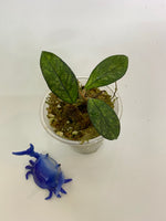 Reserved - Estelle - Hoya crassipetiolata splash - rooted