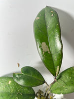 Hoya leoensis (viola x fuscomarginata) - active growth
