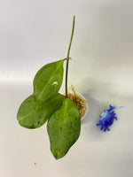 Hoya elliptica Philippines - Unrooted
