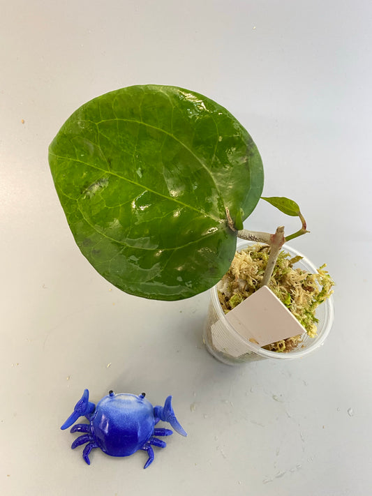 Hoya glabra - some roots, active growth