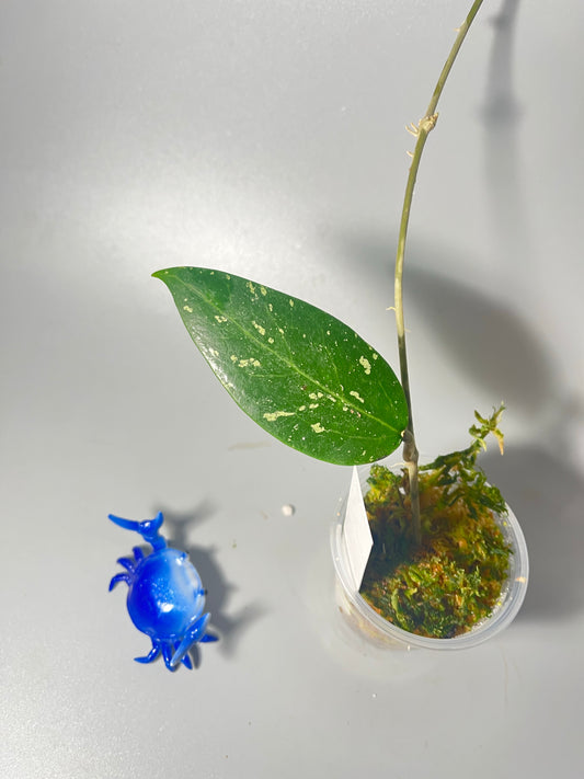 Hoya LP4 - EPC 376 - has some roots