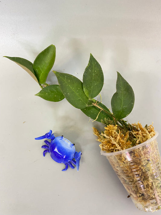 Hoya sunrise - has some roots