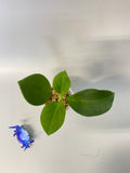 Hoya pachyclada - actively growing