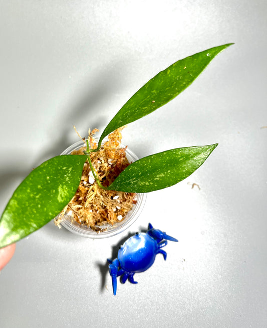 Hoya rosita with some splash - Unrooted