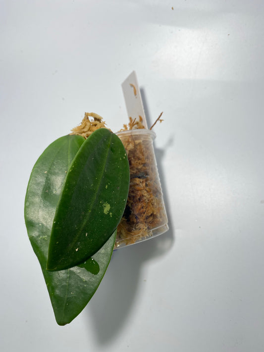 Hoya epc stingray - Unrooted